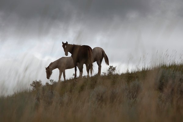 wild horses bakken